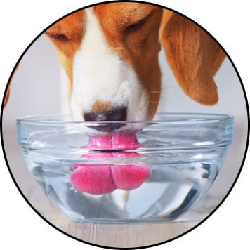 Mon chien boit beaucoup d'eau