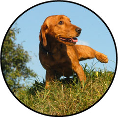 Mon chien boit beaucoup et urine beaucoup