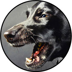 Mon chien est agressif