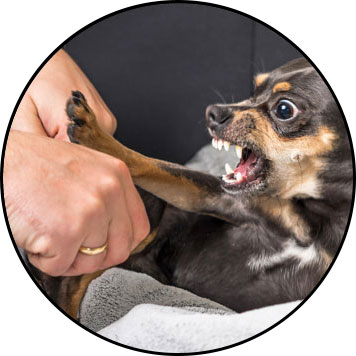 Mon chien est agressif et me mord