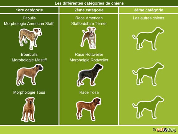 Mon chien est agressif