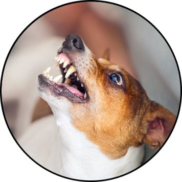 Pourquoi mon chien est agressif