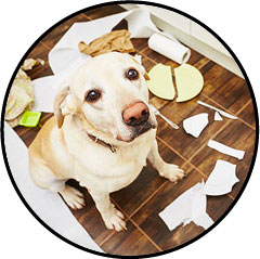 Mon chien fait des bêtises et détruit tout