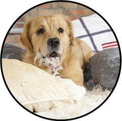 Mon chien fait des bêtises dans la maison