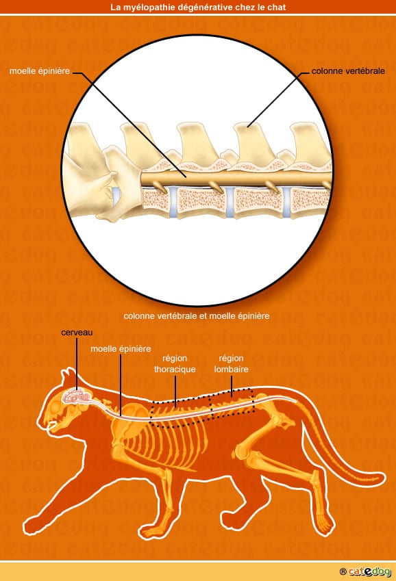 myelopathie-degenerative_chat