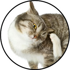 Othématome de l'oreille du chat qui se gratte