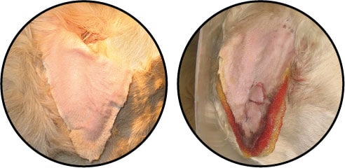 Othématome de l'oreille du chien gonflée