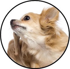 Othématome de l'oreille chez le chien gonflée