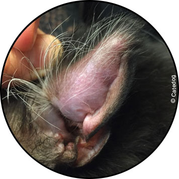 Othématome de l'oreille gonflée du chat
