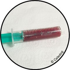Traitement de l'othématome de l'oreille gonflée du chat et du chien