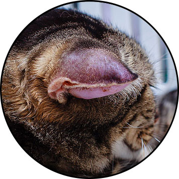 Othématome de l'oreille gonflée du chat