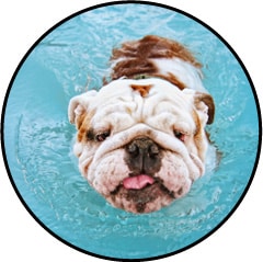 Otite chez le chien et oreilles humides