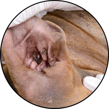 Otite chez le chien et traitement de l'oreille