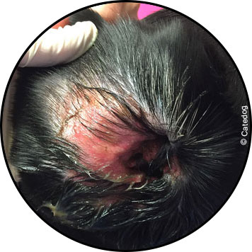 Otite externe infectée chez le chien et traitement