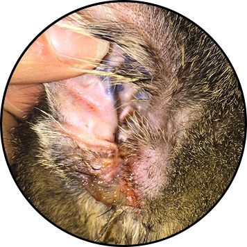 Otite chez le chat et oreille supurée