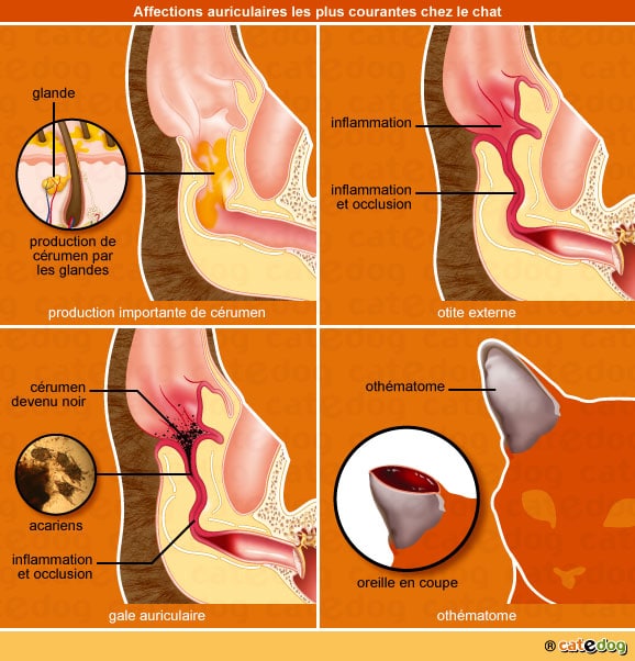 otite-othematome-cerumen-oreille-chat