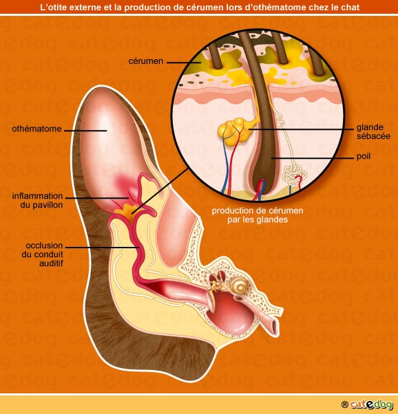otite-othematome-cerumen-oreille-chat