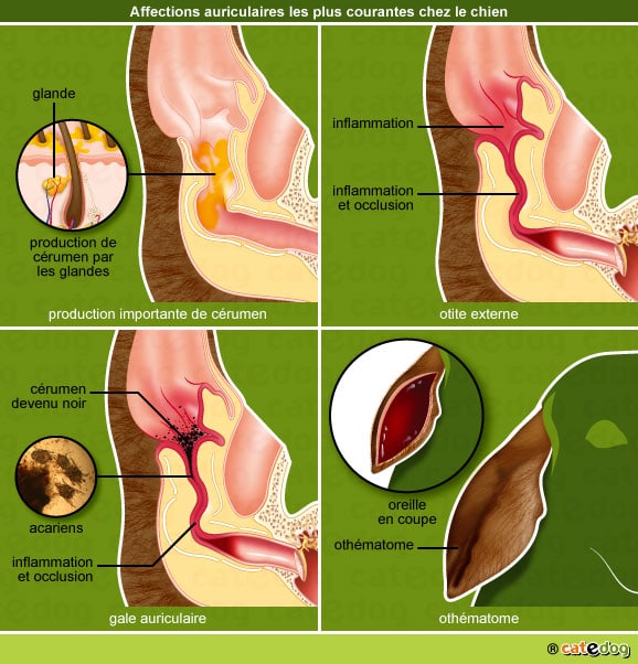 nettoyer-oreille-chien-cerumen-otite-gale-othematome