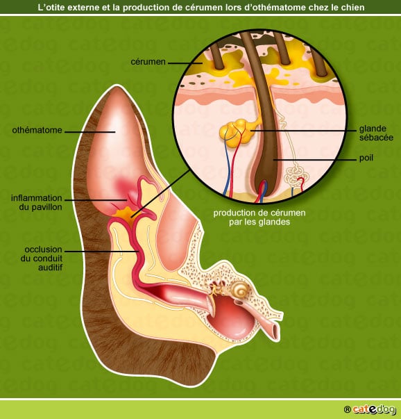 otite-othematome-cerumen-oreille-chien