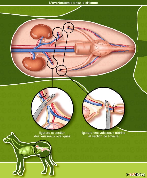 ovariectomie_appareil-genital_chienne