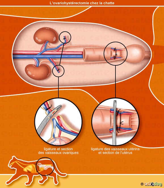 ovariohysterectomie_appareil-genital_chatte