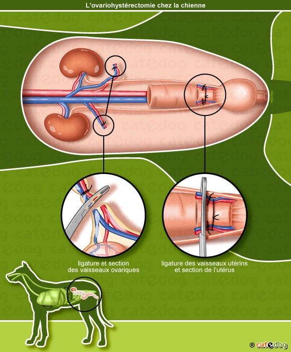 ovariohysterectomie_appareil-genital_chienne