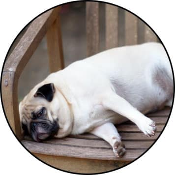 pancréatite du chien obèse