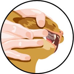 Pâte appétente pour donner un médicament à un chat