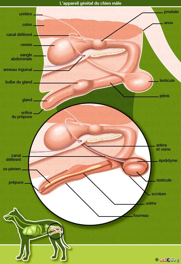 penis_testicule_appareil-genital_phimosis_chien_©catedog.com