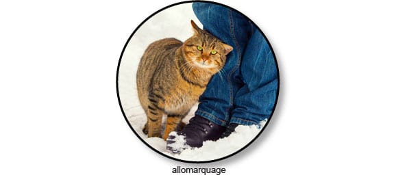 phéromones-allomarquage-chat