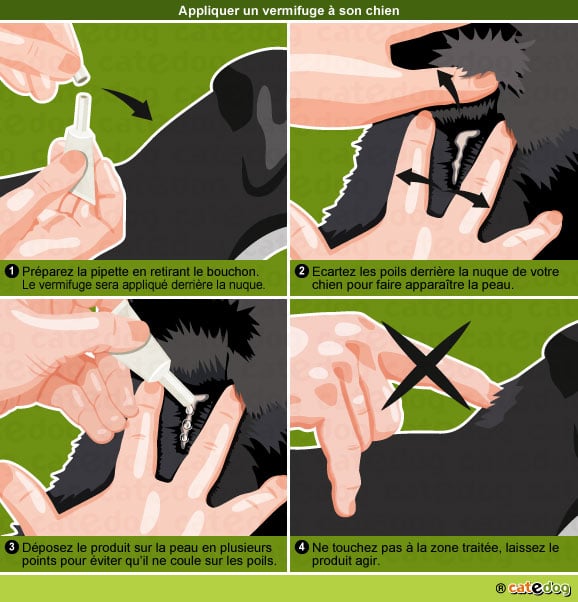 pipette-appliquer-vermifuge-vermifuger-chien