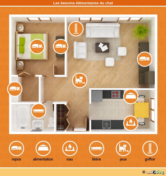 plan-feliway-petscool-chat-griffe-comportement