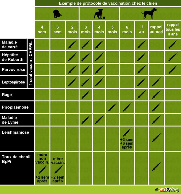protocole-calendrier-vaccin-vaccination-vacciner-chien