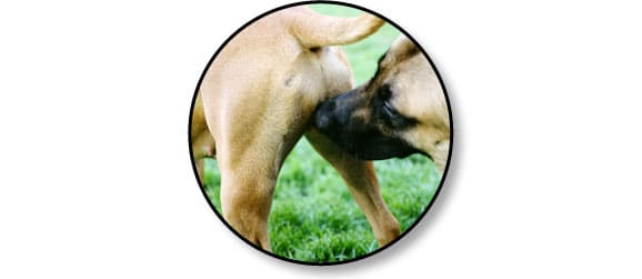 puberte-chaleurs-chien-chienne
