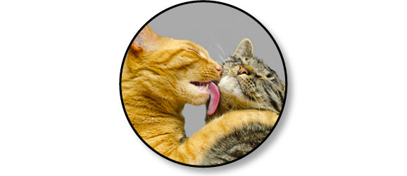 puberte-reproduction-chaleurs-chat-chatte