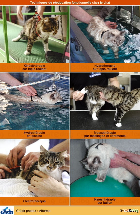 reeducation-fonctionnelle-chat-hydrotherapie-kinesitherapie-physiotherapie-massage