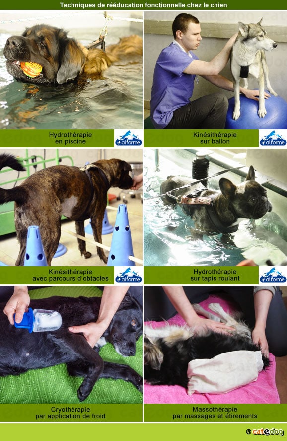 reeducation-fonctionnelle-chien-hydrotherapie-kinesitherapie-physiotherapie-massage