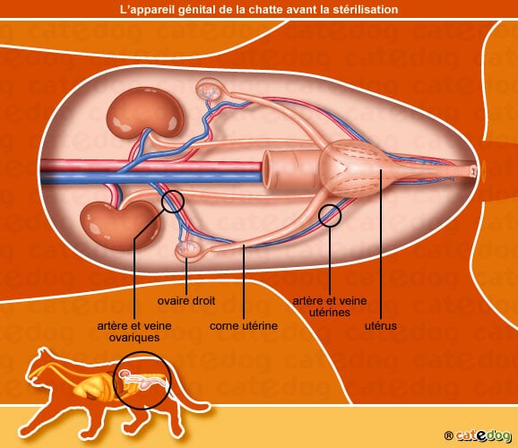 reproduction_appareil-genital_chatte