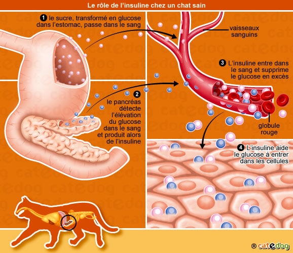 role-insuline-glucose-sucre-diabete-chat