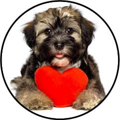 Castration ou stérilisation du chien mâle