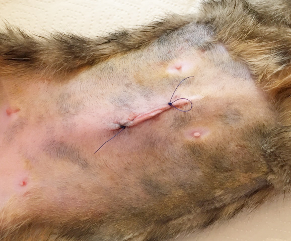 Stérilisation du chat femelle ou de la chatte