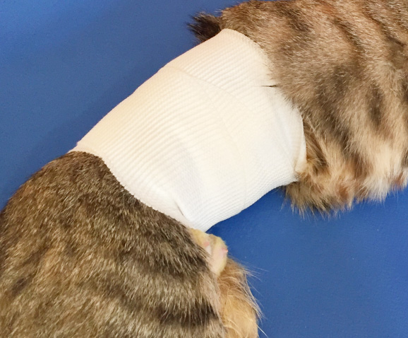 Stérilisation du chat femelle ou de la chatte