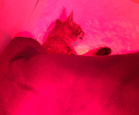 Stérilisation du chat femelle ou de la chatte