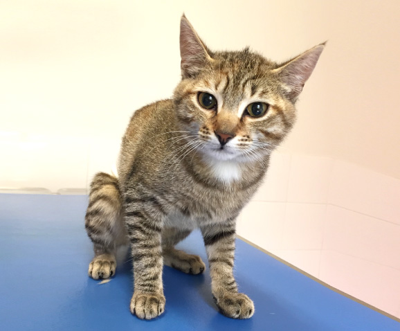 Stérilisation du chat femelle ou de la chatte
