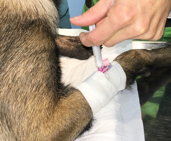 Stérilisation de la chienne