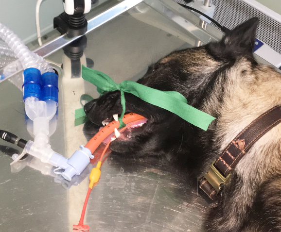 Stérilisation de la chienne