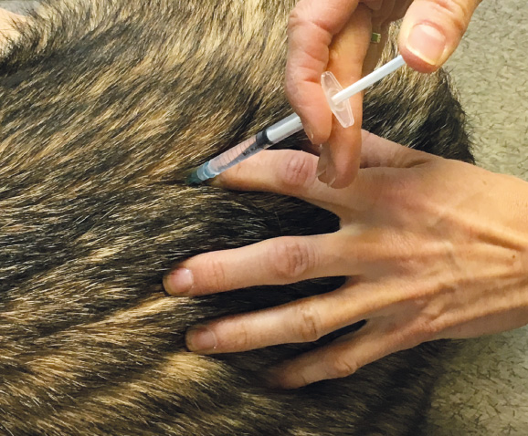 Stérilisation de la chienne