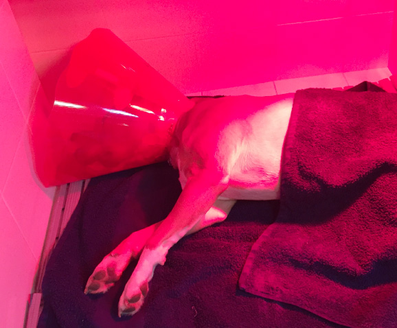 Stérilisation de la chienne