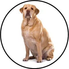 Surpoids chez la chienne et le chien stérilisés