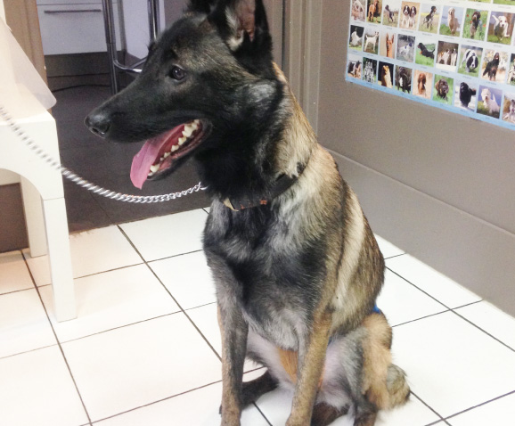 Stérilisation de la chienne